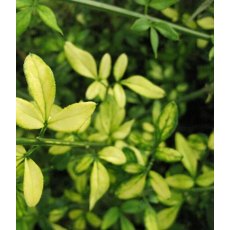 Jasminum nudiflorum 'Aureum'   3L Jasminum nudiflorum 'Aureum'   3L