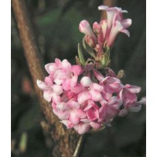 Viburnum x bodnantense 'Charles Lamont'   3L Viburnum x bodnantense 'Charles Lamont'   3L