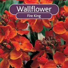 BARE-ROOT Wallflower - Fire King BARE-ROOT Wallflower - Fire King
