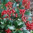 Skimmia japonica subsp. reevesiana  1.5L