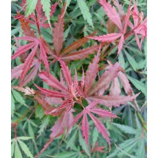 Acer palmatum 'Jerre Schwartz'   15L Acer palmatum 'Jerre Schwartz'   15L