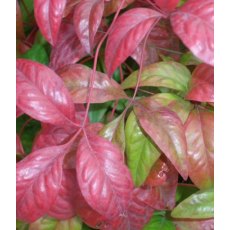 Nandina domestica 'Fire Power'   2L Nandina domestica 'Fire Power'   2L