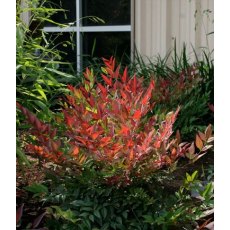 Nandina domestica 'Obsessed'   2L