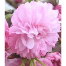 Prunus 'Kiku-Shidare-Zakura' 60cm STD 3L Prunus 'Kiku-Shidare-Zakura' 60cm STD 3L