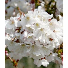 Prunus nipponica var. kurilensis 'Brilliant' 60cm STD 3L Prunus nipponica var. kurilensis 'Brilliant' 60cm STD 3L