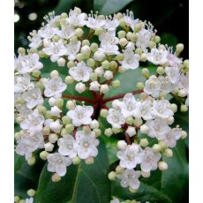 Viburnum tinus   4L Viburnum tinus   4L