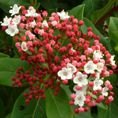 Viburnum tinus 'Eve Price'   4L Viburnum tinus 'Eve Price'   4L