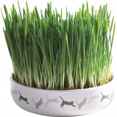 TRIXIE Bowl for cat grass, ceramic ø 15 × 4 cm, 50 g TRIXIE Bowl for cat grass, ceramic ø 15 × 4 cm, 50 g