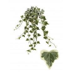 Hedera  hel White Wonder   13cm Hedera  hel White Wonder   13cm