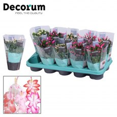 Schlumbergera - Mixed colours  10.5cm Schlumbergera - Mixed colours  10.5cm