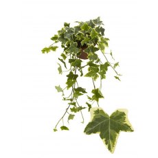Hedera  hel Goldchild   13cm Hedera  hel Goldchild   13cm