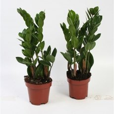 Zamioculcas zamiifolia  3+   12 cm