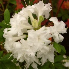 DECIDUOUS AZALEA 'White Throat' 4L DECIDUOUS AZALEA 'White Throat' 4L