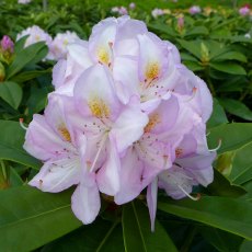 HARDY HYBRID RHODODENDRON 'Gomer Waterer'   7.5L