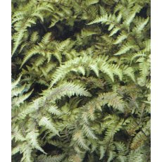 HARDY FERN Athyrium niponicum var. pictum   2L