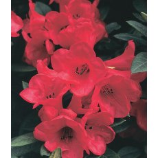 DWARF RHODODENDRON 'Elizabeth Red'  3L