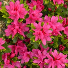 EVERGREEN AZALEA 'Geisha Pink'   2L EVERGREEN AZALEA 'Geisha Pink'   2L