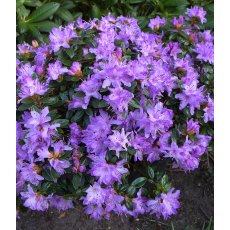 DWARF RHODODENDRON 'Moerheim'   3L