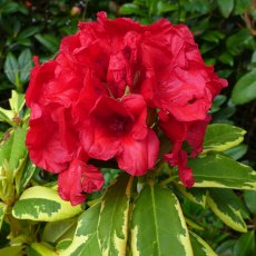 DWARF RHODODENDRON 'Red and Gold'   3L