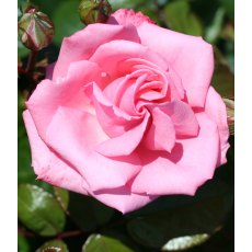Rose 'Agatha Christie'  4Ldp