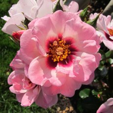 Rose 'Angel Eyes'   3Ldp