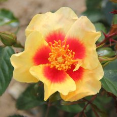 Rose 'Eye of the Tiger'   3Ldp