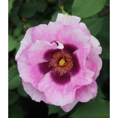 Rose 'Eyes For You'   3Ldp