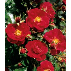 Rose 'Flower Carpet Ruby'  3Ldp