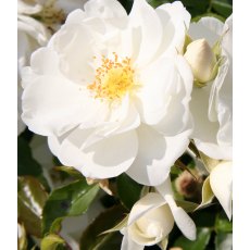 Rose 'Flower Carpet White'  3Ldp