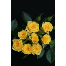 Rose 'Flower Power Gold'   3Ldp