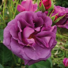 Rose 'Minerva'   3Ldp