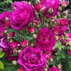 Rose 'Siluetta Purple'  4Ldp