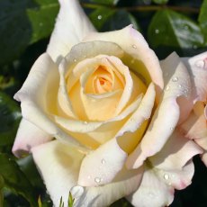 Rose 'Special Day'   3Ldp