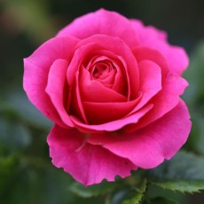 Rose Starlight Express 4Ldp