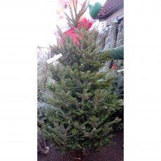 CHRISTMAS TREE FRASER FIR - 4-5ft (CUT)