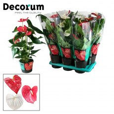 Anthurium andr 4 colours 17cm Anthurium andr 4 colours 17cm
