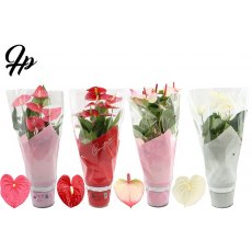 Anthurium andr 4 colours 17cm Anthurium andr 4 colours 17cm