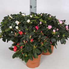 Azalea sims 12cm Azalea sims 12cm