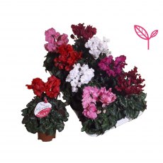 Cyclamen SS Merengue Mix ( Fringed)   10.5cm Cyclamen SS Merengue Mix ( Fringed)   10.5cm