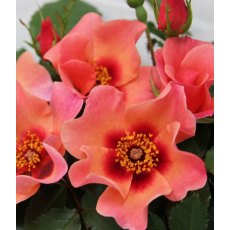 Rose 'For Your Eyes Only'   3Ldp Rose 'For Your Eyes Only'   3Ldp