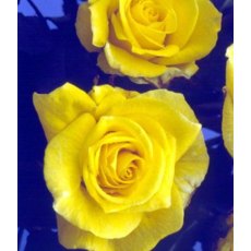 Rose 'Korresia'   5Ldp Rose 'Korresia'   5Ldp