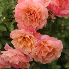 Rose Peach Melba 4Ldp (ROTY23)