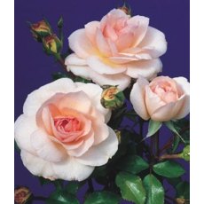 Rose 'Pearl'   3Ldp / 5Ldp