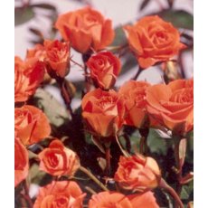 Rose 'Sunseeker'   3Ldp / 5Ldp