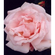 Rose 'The New Dawn'   4Ldp / 5Ldp