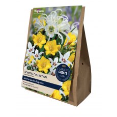 TAYLORS Scented Collection