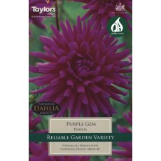 TAYLORS Dahlia Purple Gem