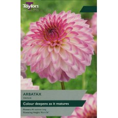 TAYLORS Dahlia Arbatax