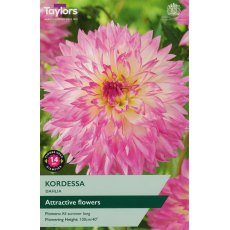 TAYLORS Dahlia Kordessa