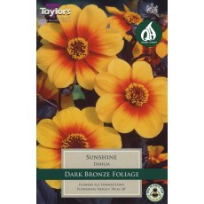 TAYLORS Dahlia Sunshine